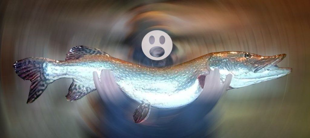 Une HISTOIRE hallucinante : il a conservé le leurre dans la gueule pendant 3mois et demi !