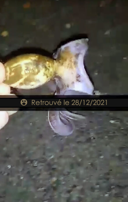 L'octopike qui a passé un bon bout de temps dans l'eau ...